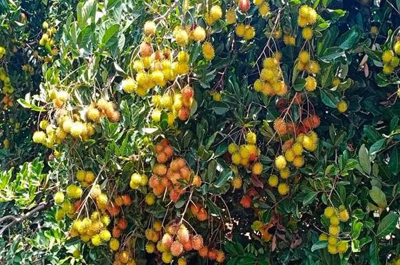 Những chùm trái cây nặng trĩu xiêu lòng du khách
